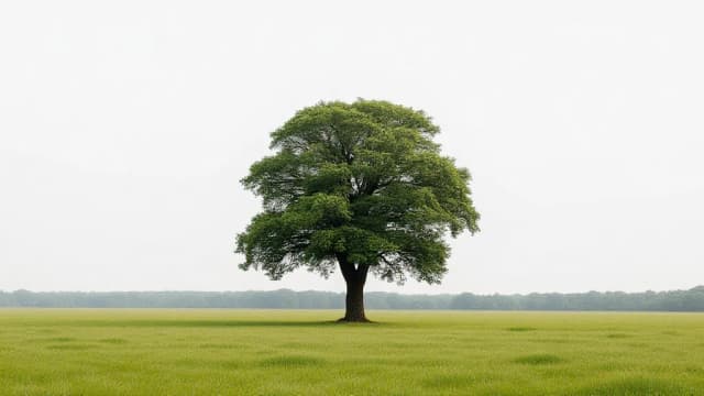 Tree in a green field during the day, before sky replacement.